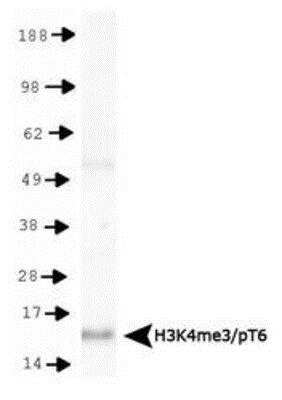 Western Blot: Histone H3 [p Thr6, Trimethyl Lys4] Antibody [NB21-1039] - WB detection of H3K4me3/pT6 in HeLa histone preps. Observed molecular weight is ~15 kDa.